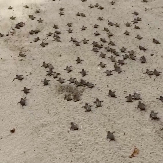 Saving the Sea Turtles